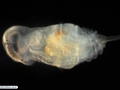 Larva de poliqueta