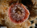 Coral azooxantelado