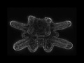 Projeção em 3D da larva plúteos de bolacha-do-mar