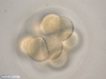 Embrião de bolacha-do-mar com 16 células