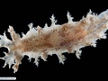 Molusco nudibrânquio simbionte de briozoário