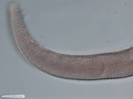 Nematoda