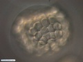 Células ectodérmicas de bolacha-do-mar