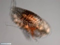 Copépode com parasita