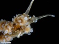Molusco nudibrânquio sobre alga parda