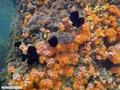 Coral-sol e ascídias