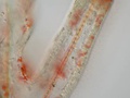 Larva plúteos de bolacha-do-mar