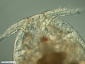 Copépode parasita de berbigão (Tivela mactroides)
