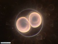 Embrião com duas células
