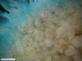 Hidrozoário colonial flutuante, vista oral - detalhe dos gastro-gonozoóides (cor branca) e brotos de medusas
