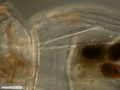 Larva pelagosfera
