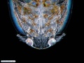 Copépode parasita de peixe