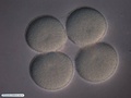 Embrião de bolacha-do-mar com 4 células (sem membrana de fertilização)