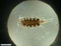 Copépode parasita de berbigão (Tivela mactroides)