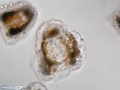 Hidrozoário colonial flutuante - detalhe da medusa evidenciando zooxantelas