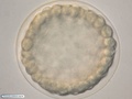 Embrião durante formação da blástula de uma bolacha-do-mar