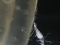 Ctenóforo e crustáceo simbionte