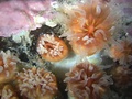 Coral azooxantelado