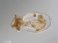 Larva pelagosfera