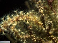 Coral mole