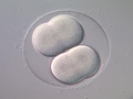 Terceira divisão no embrião de bolacha-do-mar