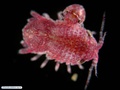 Crustáceo isópode associado a uma espécie de gorgônia