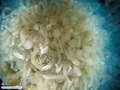 Hidrozoário colonial flutuante, vista oral - detalhe dos gastro-gonozoóides (cor branca) e do gastrozoóide central