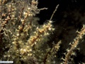 Coral mole