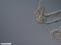 Larva de poliqueta