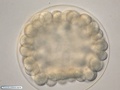 Embrião de bolacha-do-mar com 108 células
