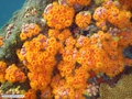 Coral-sol