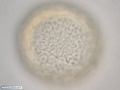 Células ectodérmicas de bolacha-do-mar durante formação da blástula