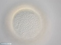 Células da superfície da blástula de bolacha-do-mar