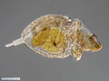 Larva pelagosfera