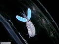 Copépode simbionte de invertebrado planctônico
