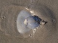 Molusco gastrópode