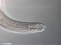 Nematoda