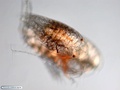 Copépode com parasita