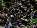 Ouriço-do-mar preto