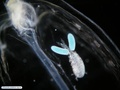 Copépode simbionte de invertebrado planctônico