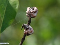 Cochonilhas em folhas do mangue-branco