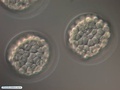 Embriões de bolacha-do-mar durante blastulação