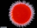 Larva coronada