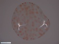 Larva prisma de bolacha-do-mar