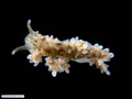 Molusco nudibrânquio sobre alga parda