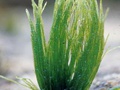 Alga verde