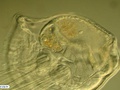 Larva mitrária