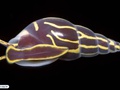 Molusco gastrópode parasita de lírio-do-mar