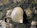 Molusco gastrópode