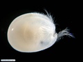 Ostracoda